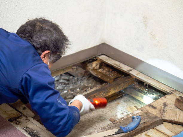 Best Residential Mold Remediation in Buffalo, NY