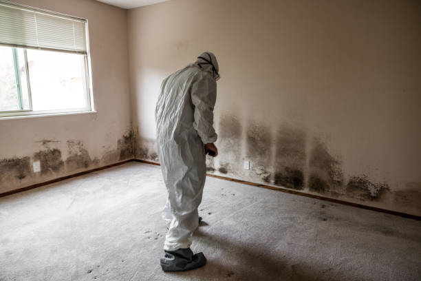 Best White Mold Remediation in Buffalo, NY