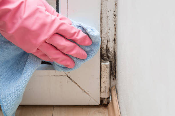 Buffalo, NY Mold Remediation Company