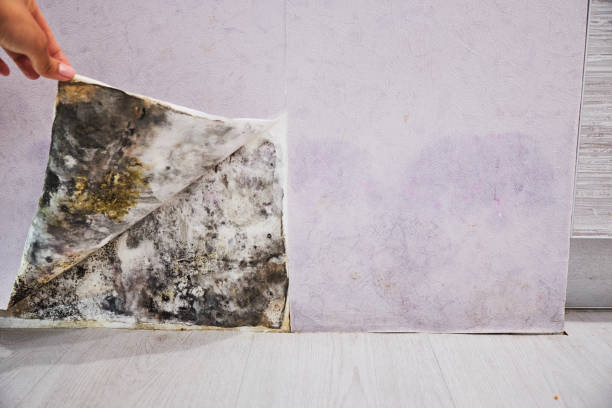 Best Black Mold Remediation in Buffalo, NY